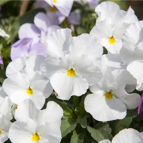 Viola cornuta 'Milkmaid'