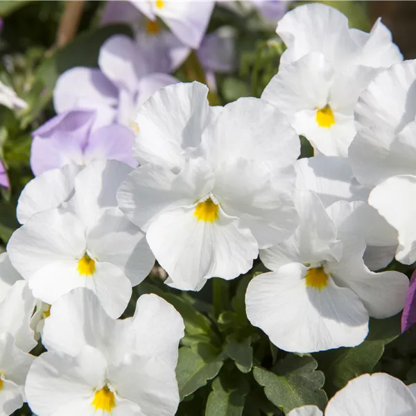 Viola cornuta 'Milkmaid'