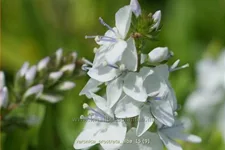 Veronica prostrata 'Alba'