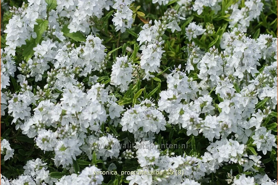 Veronica prostrata 'Alba'