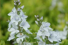 Veronica prostrata 'Alba'
