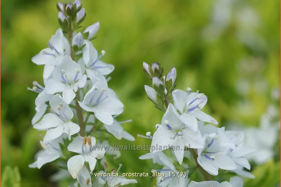 Veronica prostrata 'Alba'