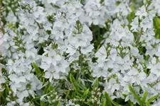 Veronica prostrata 'Alba'
