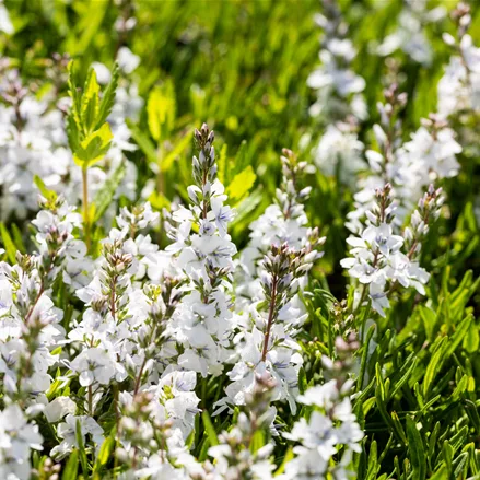 Veronica prostrata 'Alba'