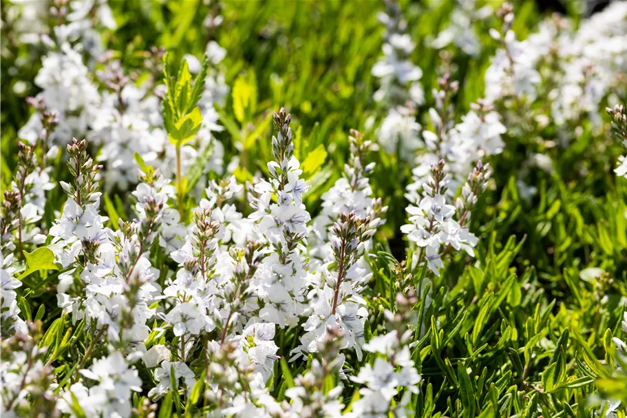 Veronica prostrata 'Alba'