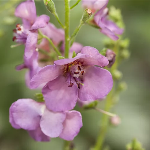 Verbascum phoeniceum 'Violetta'