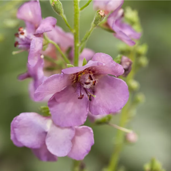 Verbascum phoeniceum 'Violetta'