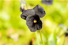 Viola cornuta 'Molly Sanderson'