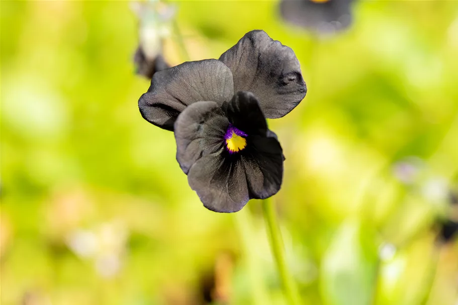 Viola cornuta 'Molly Sanderson'