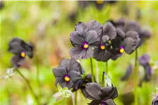 Viola cornuta 'Molly Sanderson'