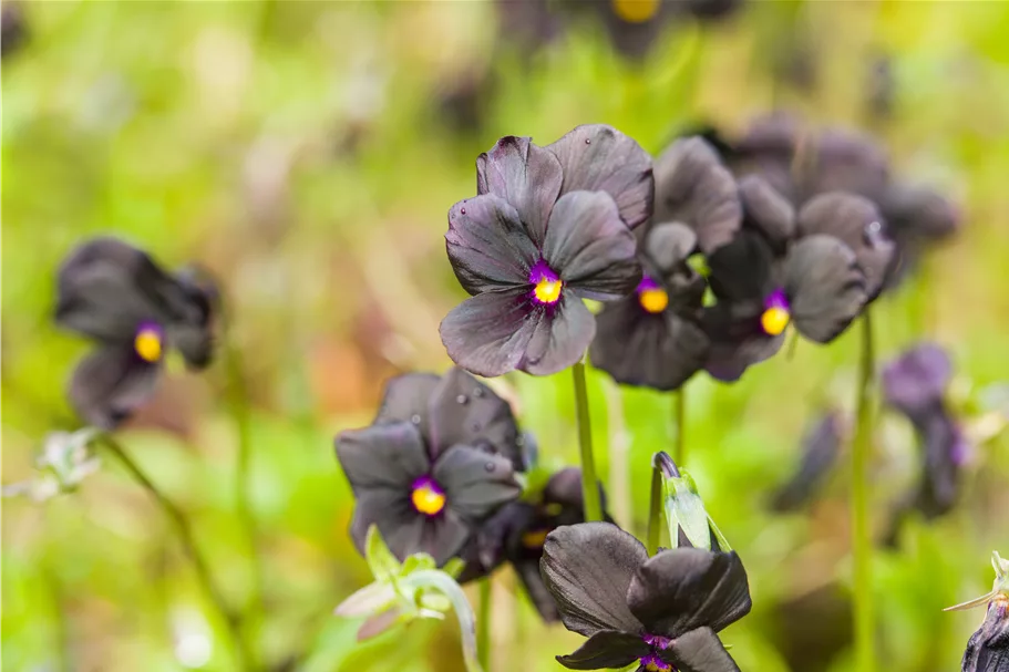 Viola cornuta 'Molly Sanderson'
