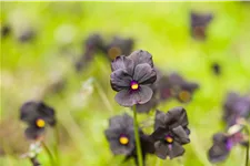 Viola cornuta 'Molly Sanderson'