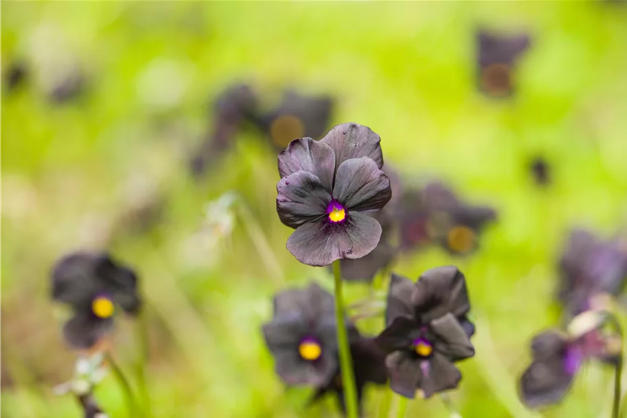 Viola cornuta 'Molly Sanderson'