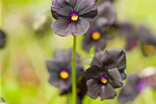 Viola cornuta 'Molly Sanderson'