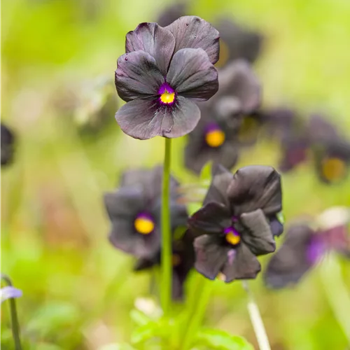 Viola cornuta 'Molly Sanderson'