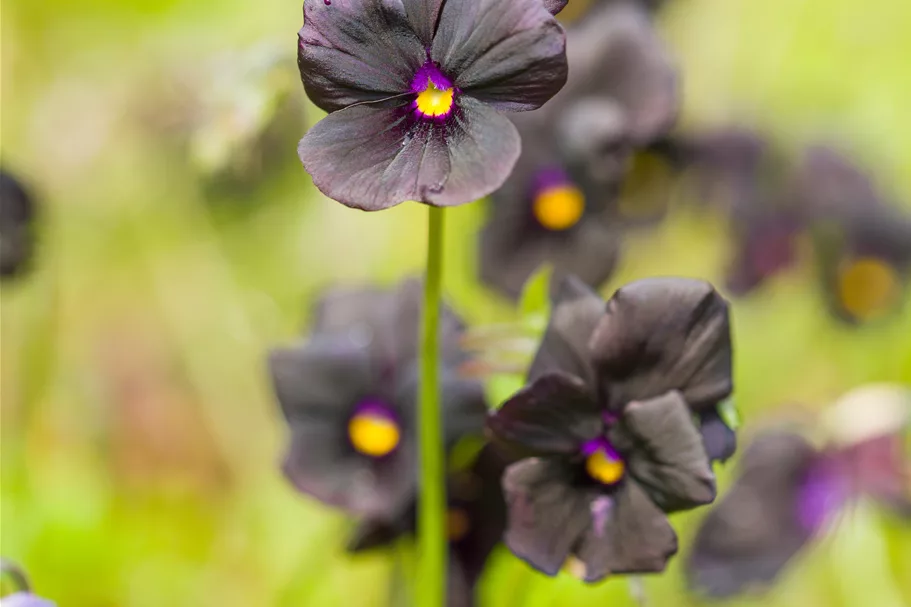 Viola cornuta 'Molly Sanderson'