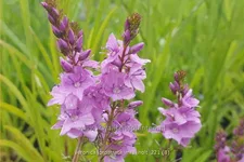 Veronica prostrata 'Mrs Holt'