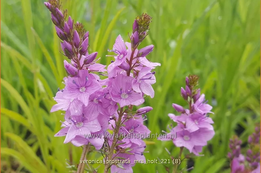 Veronica prostrata 'Mrs Holt'