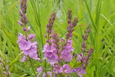 Veronica prostrata 'Mrs Holt'