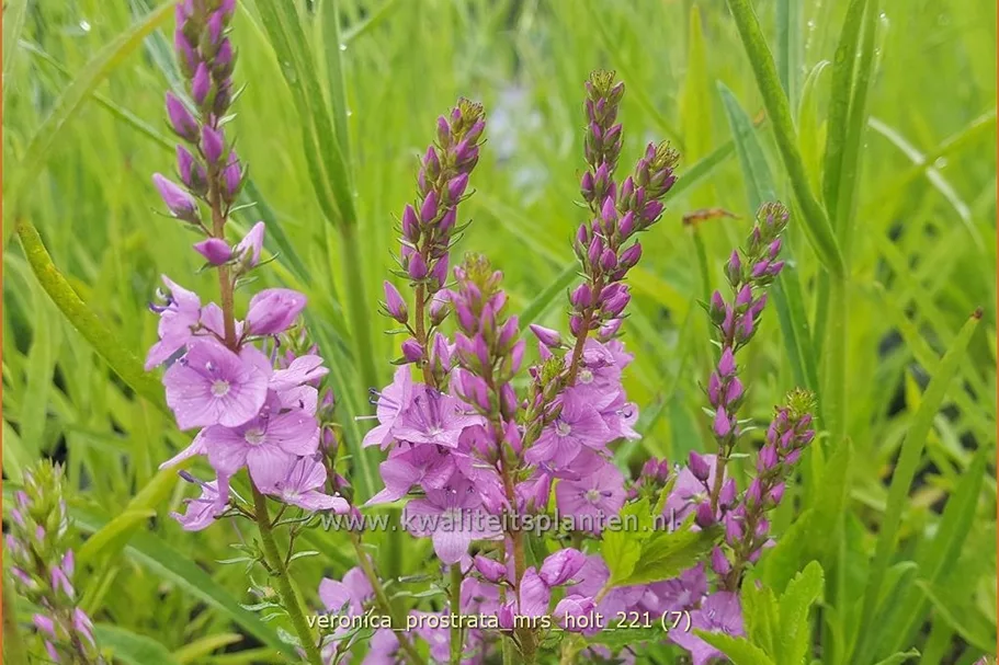 Veronica prostrata 'Mrs Holt'
