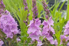 Veronica prostrata 'Mrs Holt'