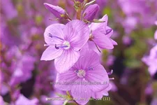 Veronica prostrata 'Mrs Holt'