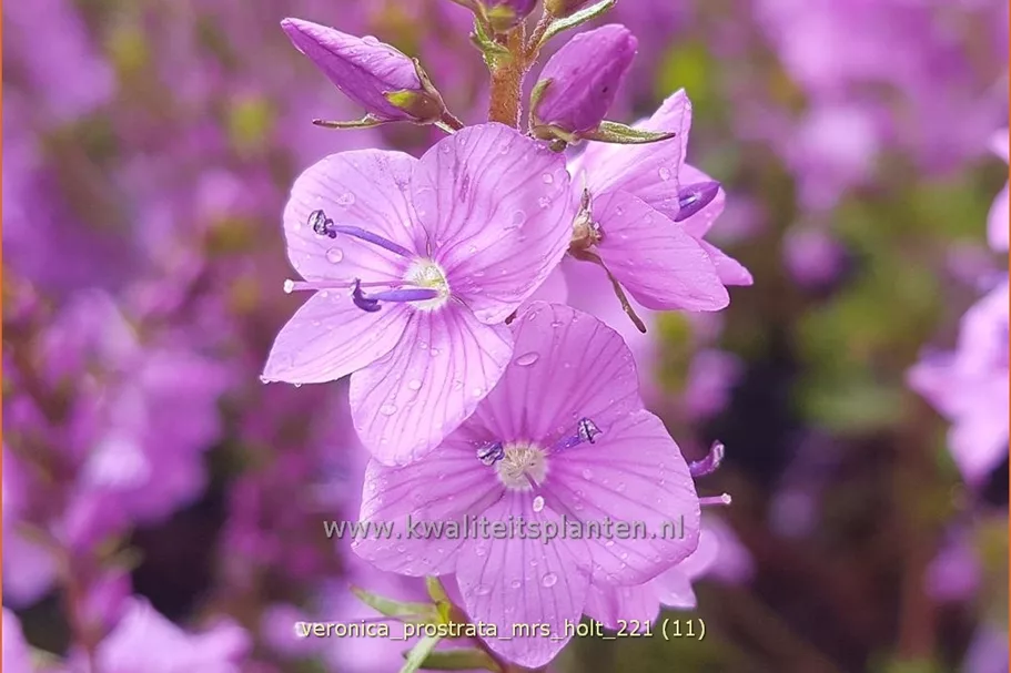 Veronica prostrata 'Mrs Holt'