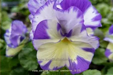 Viola cornuta 'Rebecca Cawthorne'