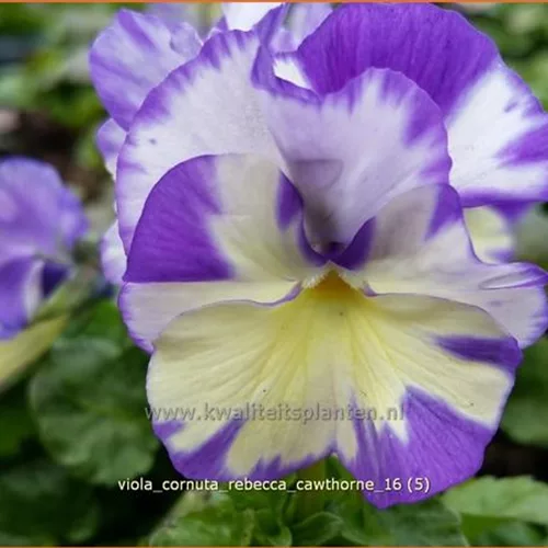 Viola cornuta 'Rebecca Cawthorne'