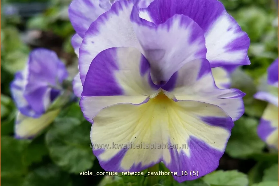 Viola cornuta 'Rebecca Cawthorne'