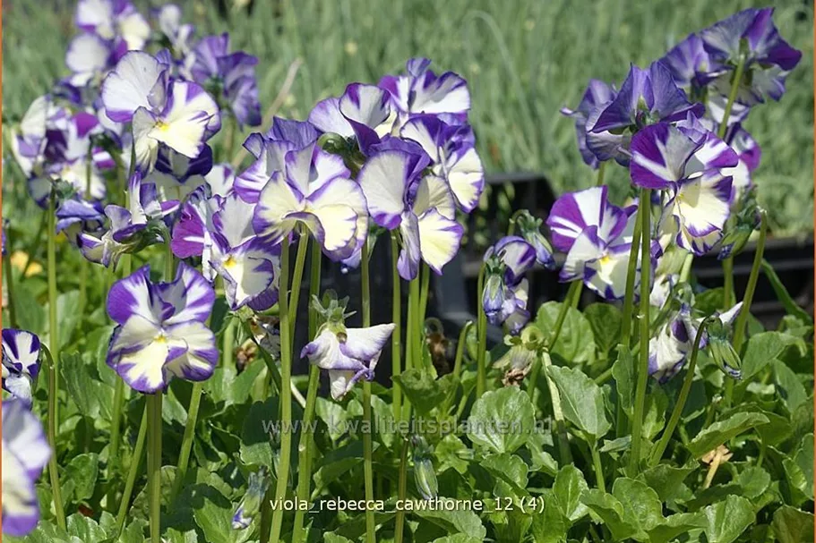 Viola cornuta 'Rebecca Cawthorne'