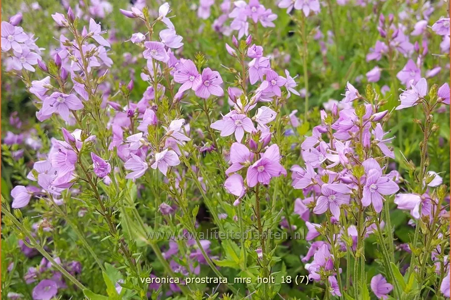 Veronica prostrata 'Mrs Holt'