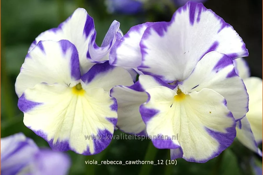 Viola cornuta 'Rebecca Cawthorne'