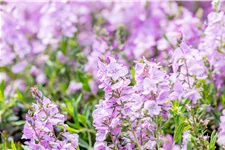 Veronica prostrata 'Mrs Holt'