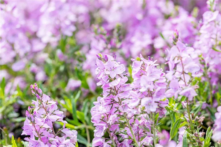 Veronica prostrata 'Mrs Holt'
