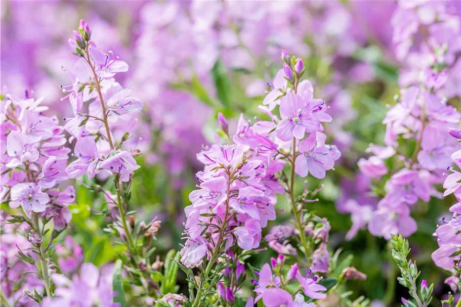 Veronica prostrata 'Mrs Holt'