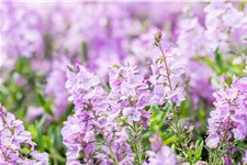 Veronica prostrata 'Mrs Holt'