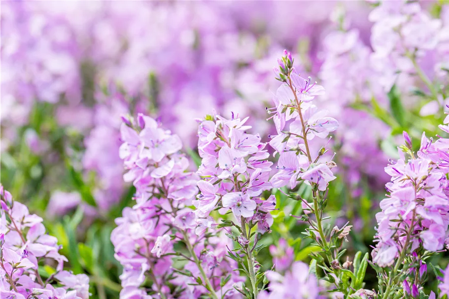 Veronica prostrata 'Mrs Holt'