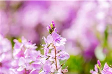Veronica prostrata 'Mrs Holt'