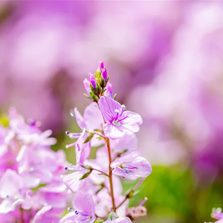 Veronica prostrata 'Mrs Holt'