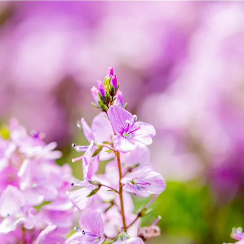 Veronica prostrata 'Mrs Holt'