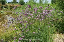 Verbena bonariensis
