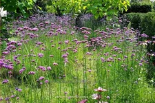 Verbena bonariensis