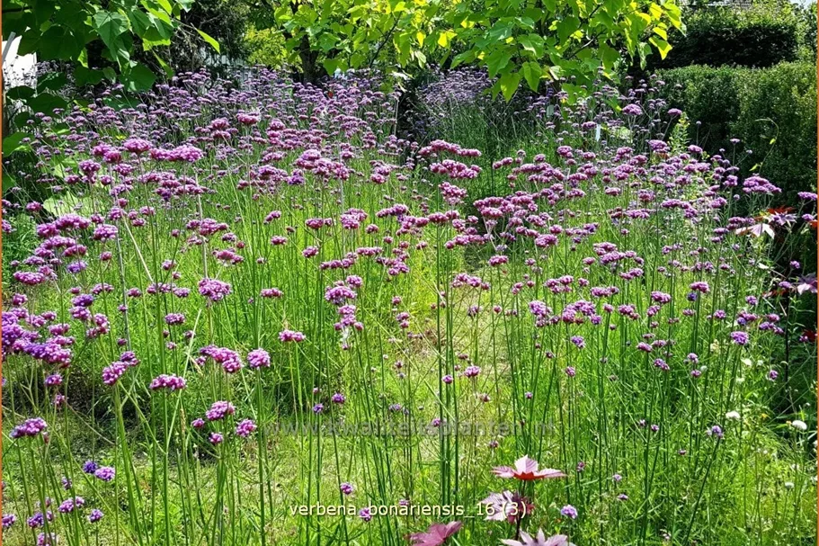 Verbena bonariensis