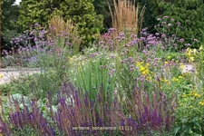 Verbena bonariensis