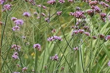 Verbena bonariensis