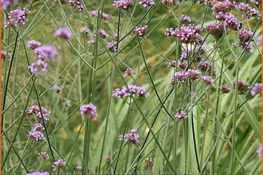 Verbena bonariensis