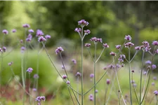 Verbena bonariensis