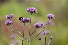 Verbena bonariensis