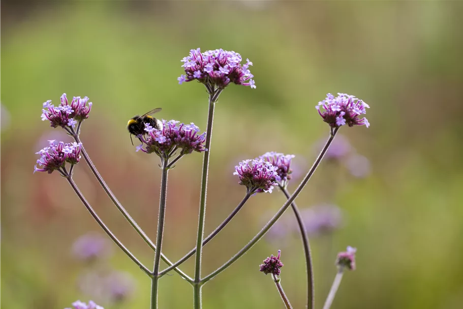 Verbena bonariensis